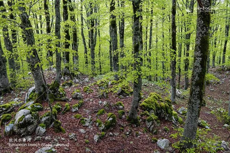 Foresta Umbra