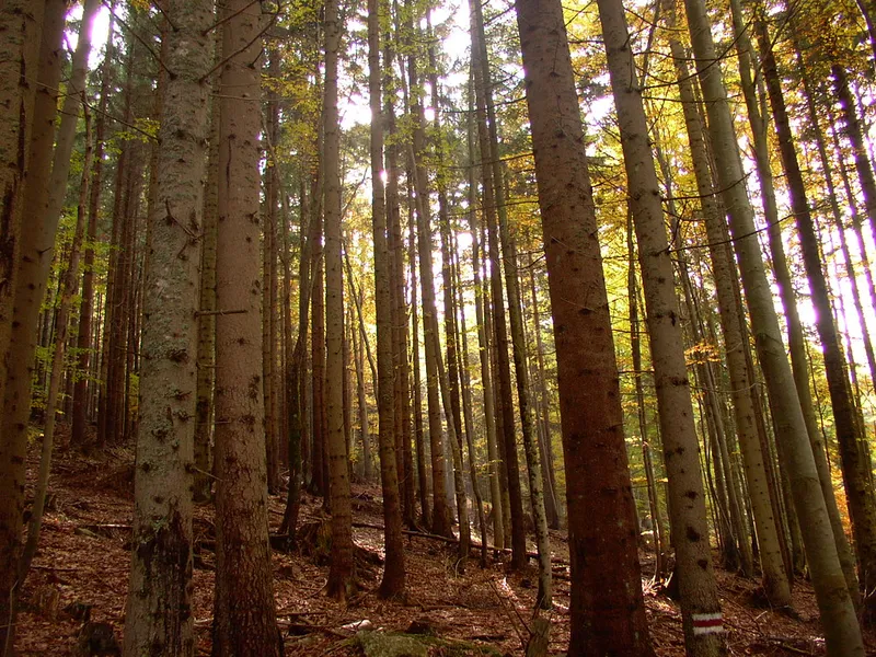 Foresta di Tarvisio