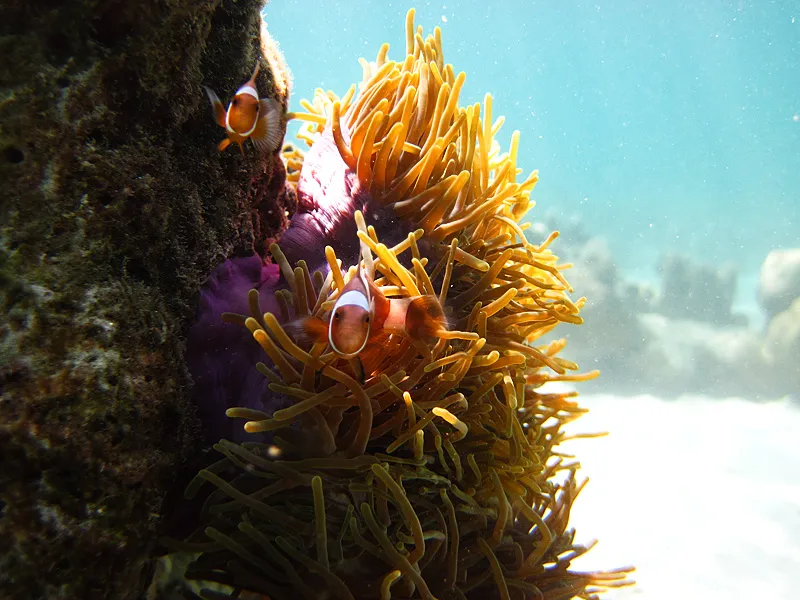 Forra Diving