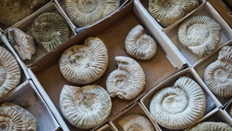 Fossil Hunting