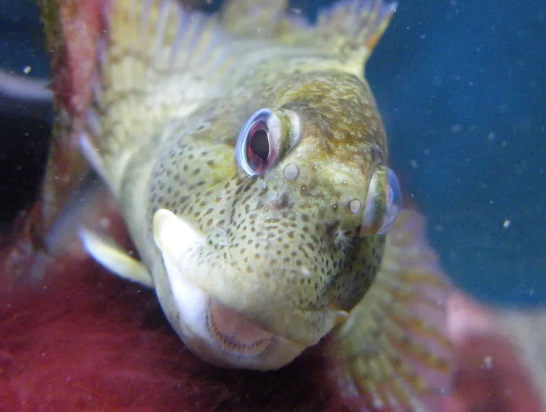 Fowey Aquarium