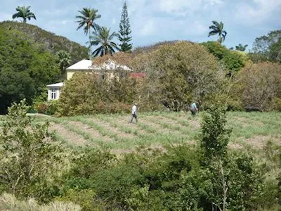 Francia Plantation