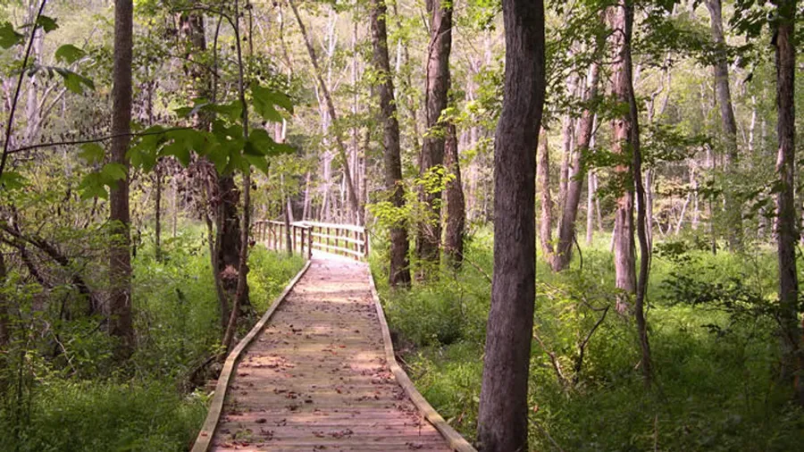 Francis Marion National Forest