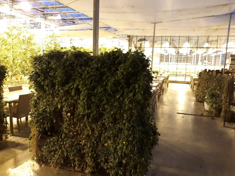 Friðheimar Tomato Farm