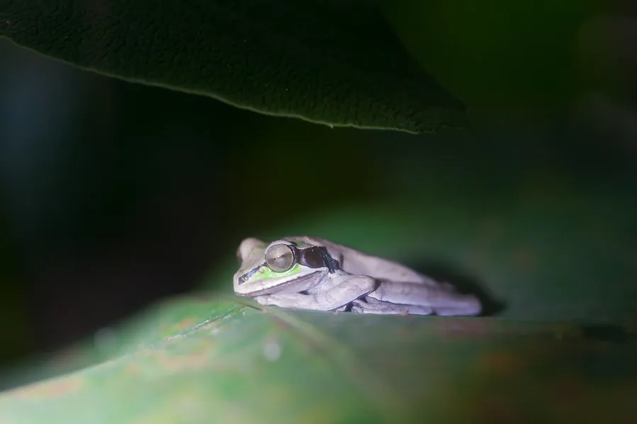 Frog Pond Ranarium