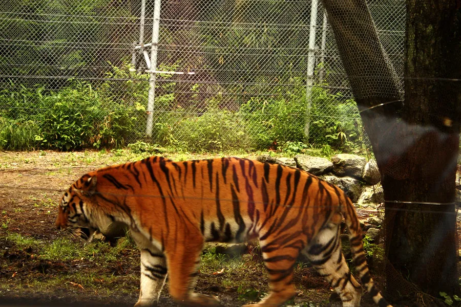 Fuji Safari Park