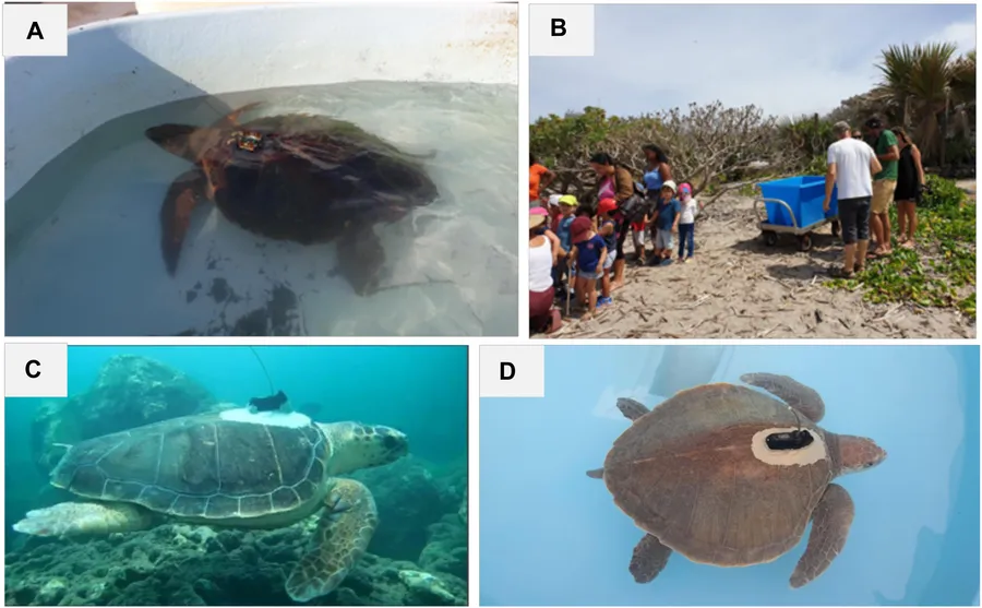 Funzi Island Sea Turtle Nesting Sites