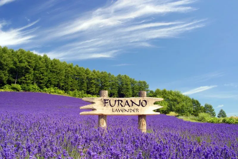 Furano Wine House