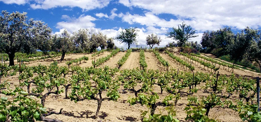Gaia Wines