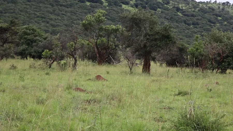 Game Drive
