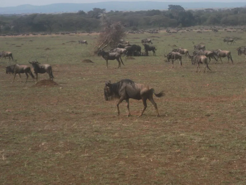 Game Drive at Serengeti National Park