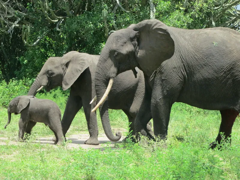 Game Drive in Queen Elizabeth National Park