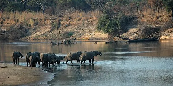 Game Drive in South Luangwa National Park
