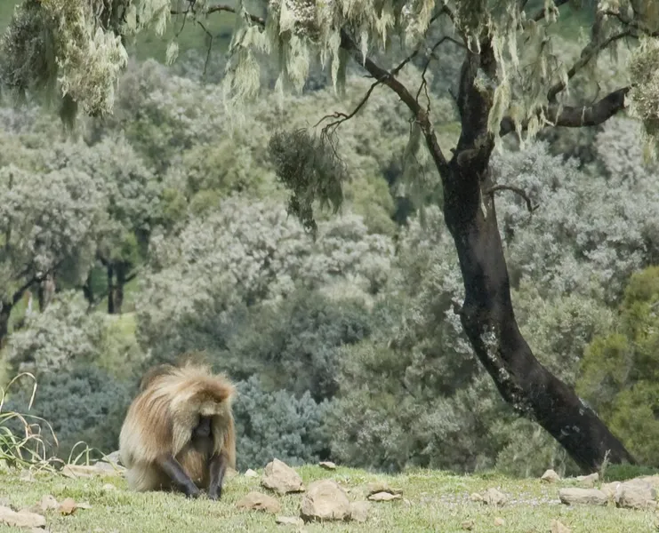 Gelada Baboons Viewing