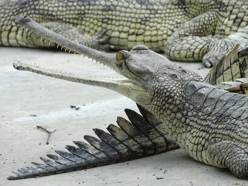 Gharial Breeding Center