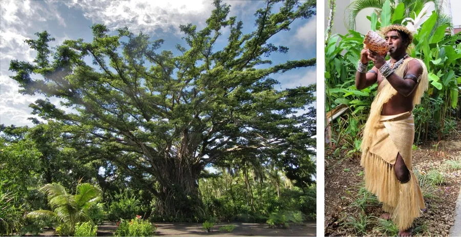 Giant Banyan Tree