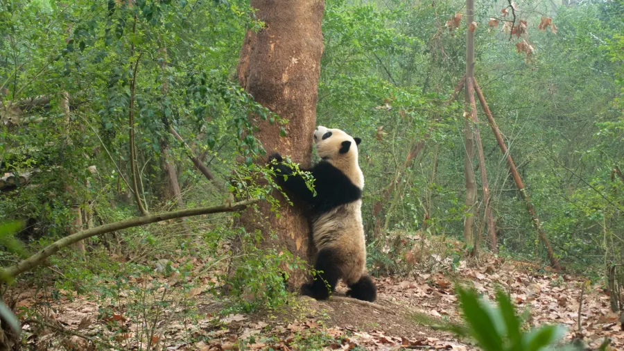 Giant Panda Breeding Research Base