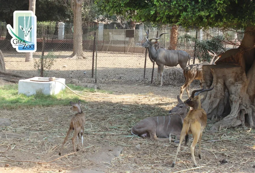 Giza Zoo