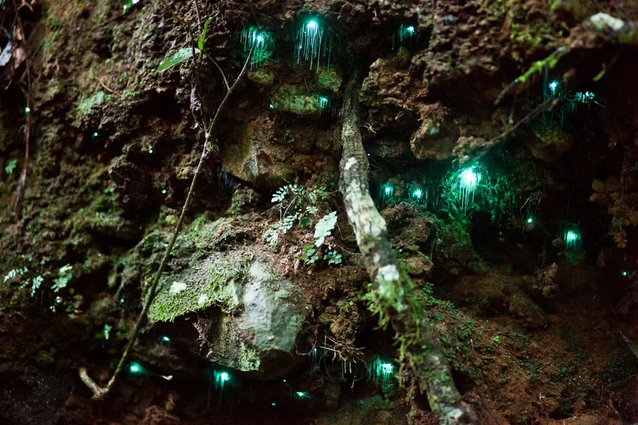 Glow Worm Caves