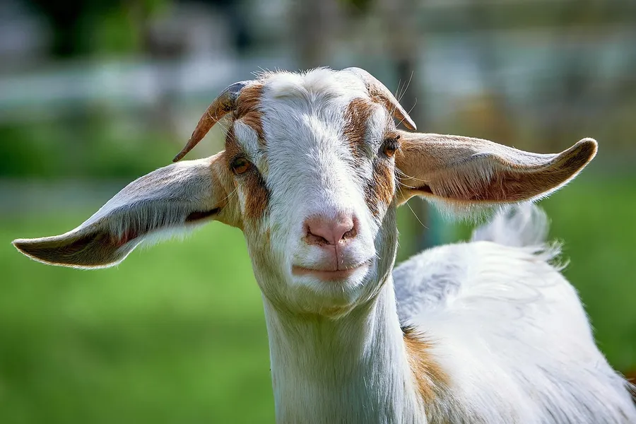Goat Soup & Whiskey
