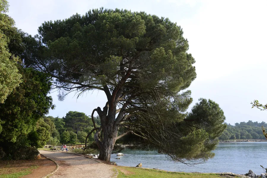 Golden Cape Forest Park