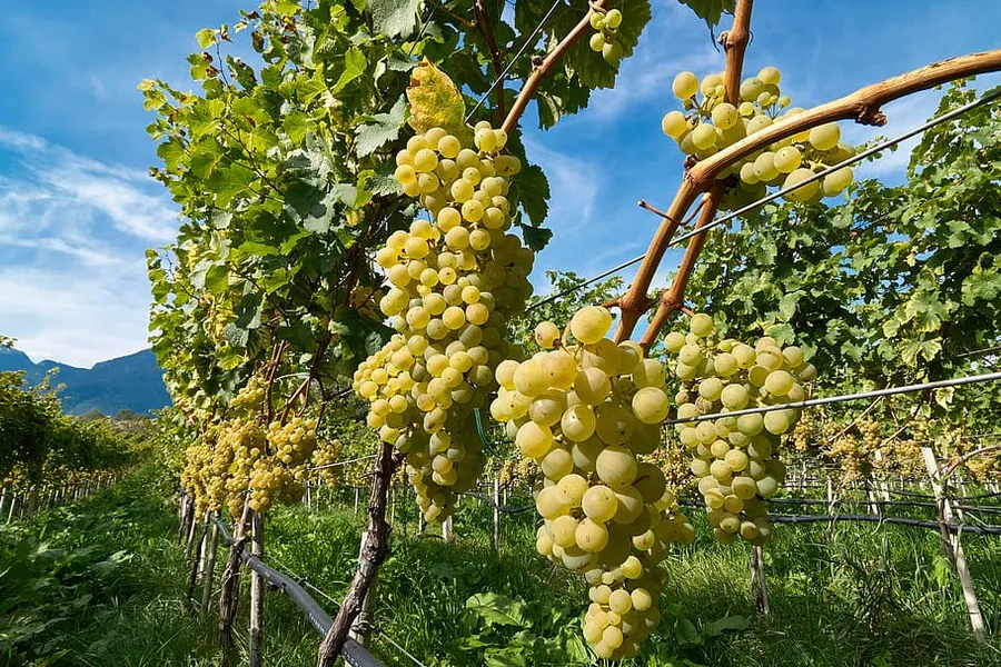 Golden Grape Pharmacy