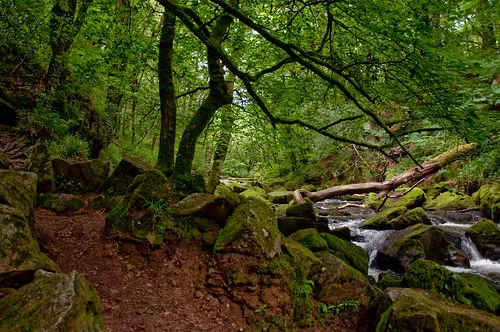 Golitha Falls National Nature Reserve