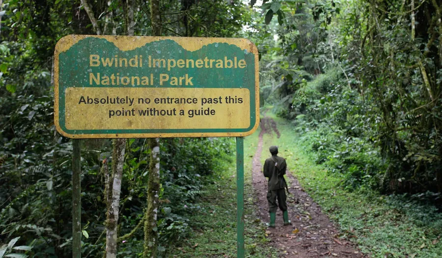 Gorilla Trekking in Bwindi