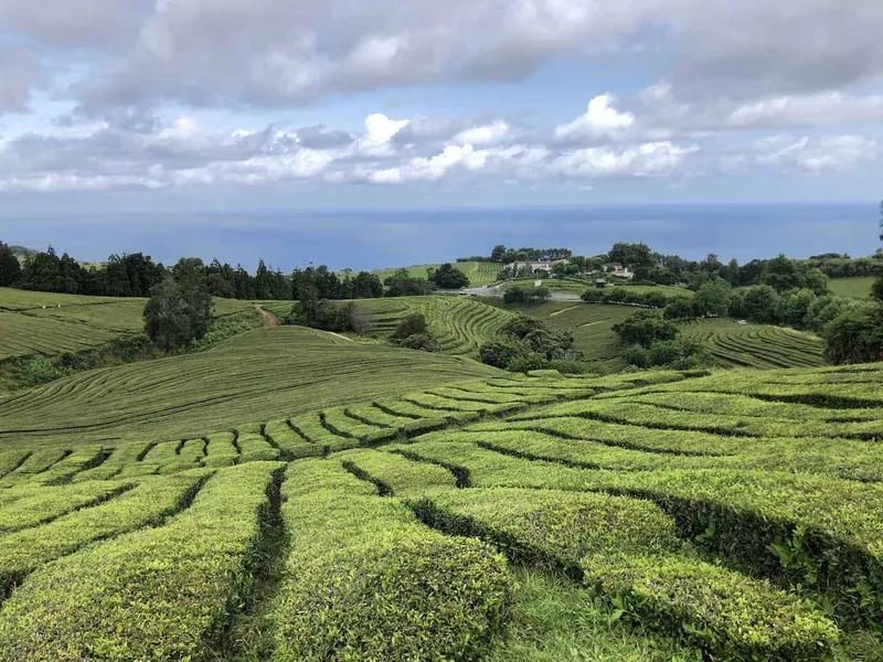 Gorreana Tea Plantation