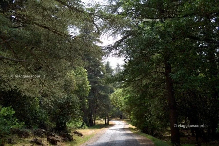 Gouraud Cedar