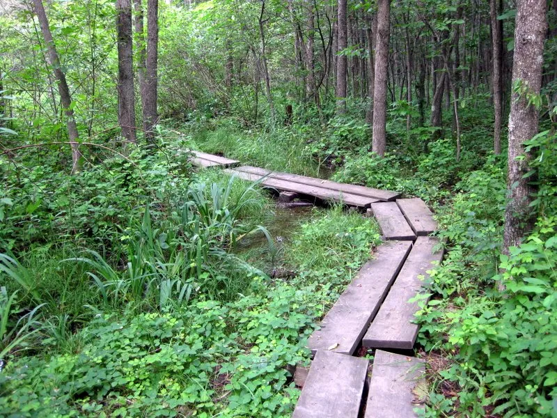 Grand Isle Birding Trail