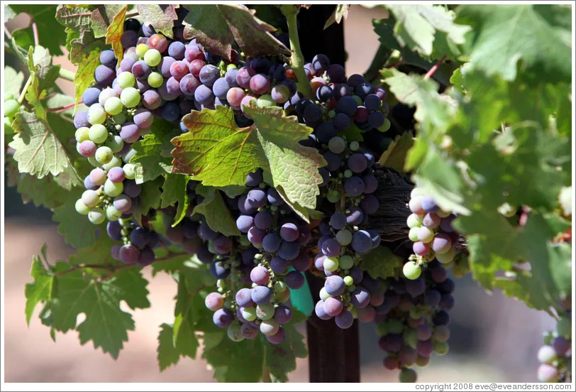 Grape Leaf Inn