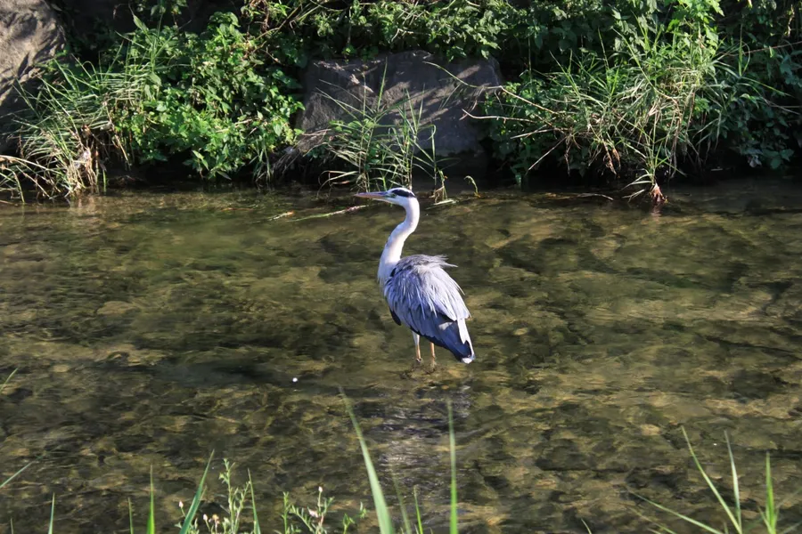 Great Blue Heron Nature Reserve