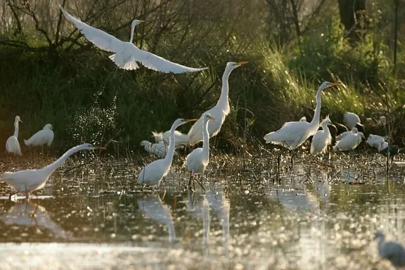 Great Heron National Wildlife Refuge