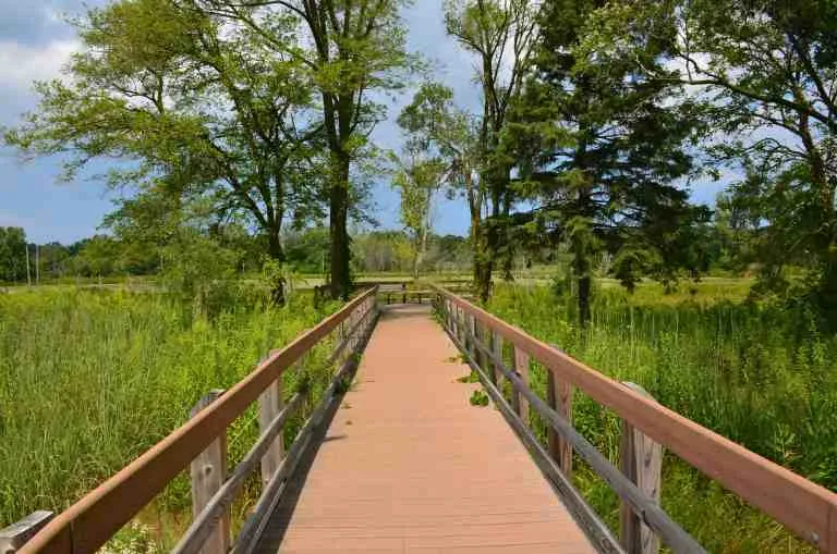 Great Marsh Preserve