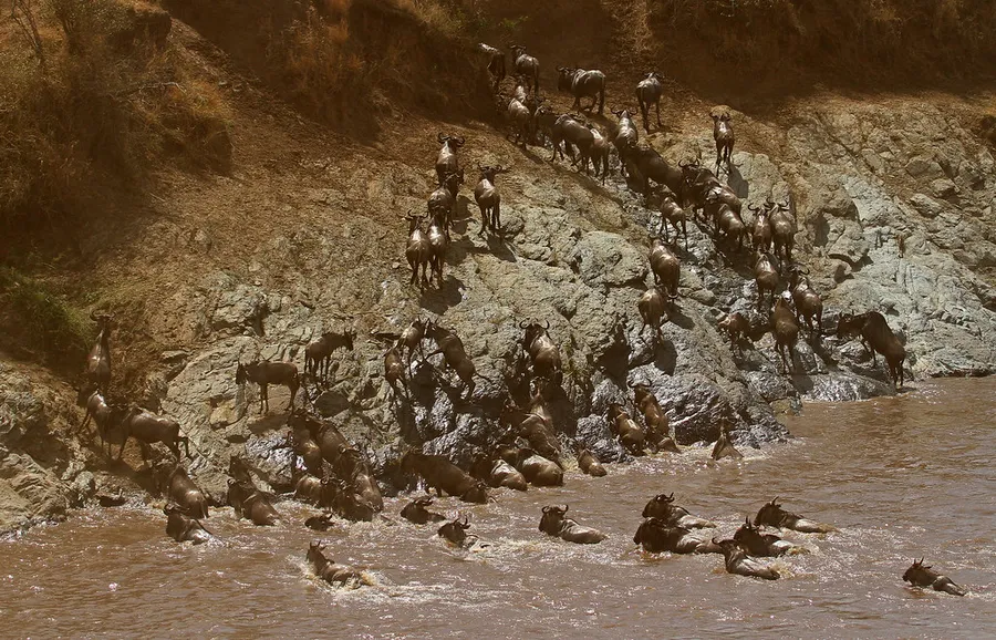 Great Migration Viewing at Maasai Mara