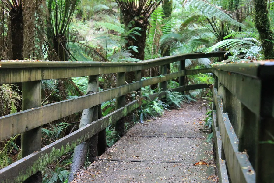 Great Otway National Park - Rainforest Section