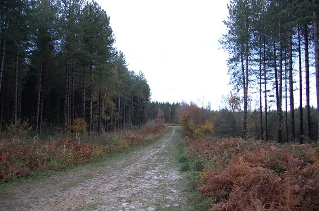 Great Wood
