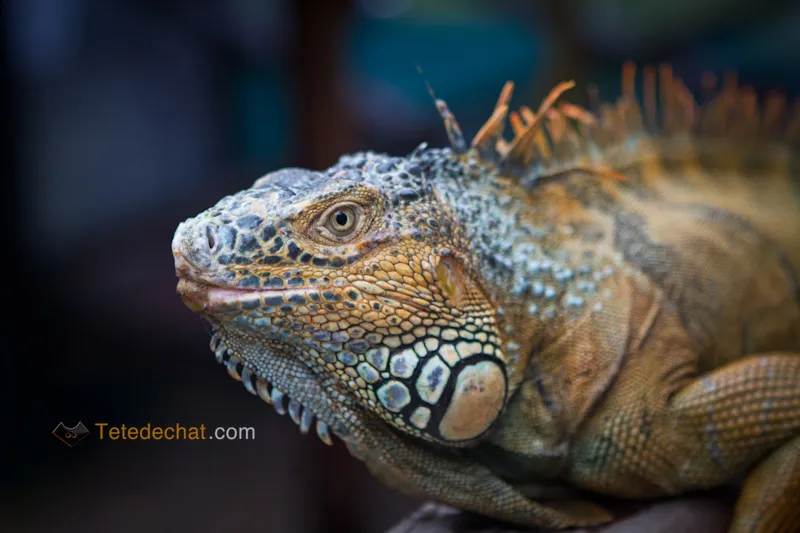 Green Iguana Conservation Project