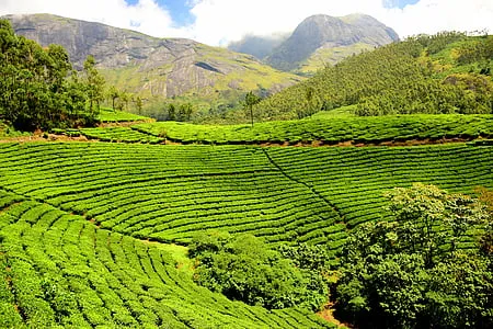 Green Park Ayurvedic & Spices Plantation