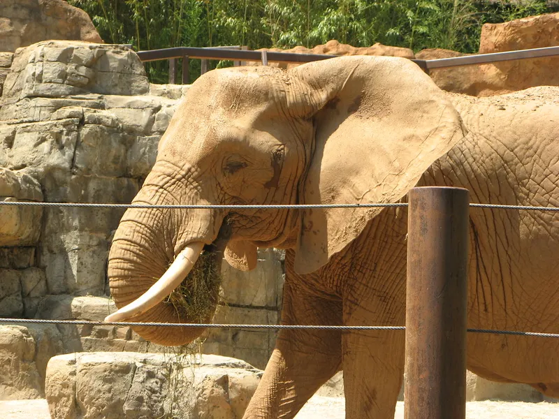 Greenville Zoo