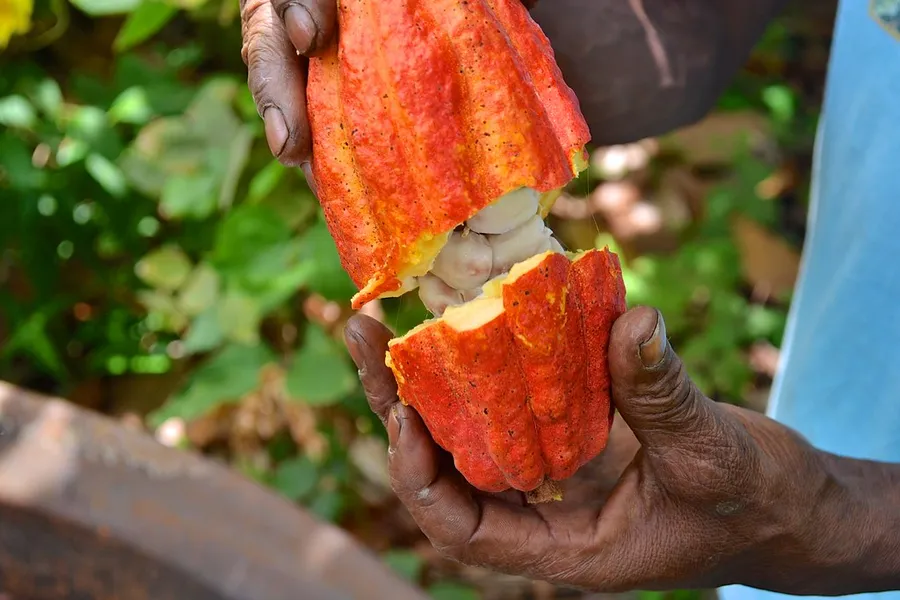 Grenada Chocolate Company