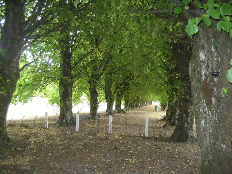 Greytown Tree Trail