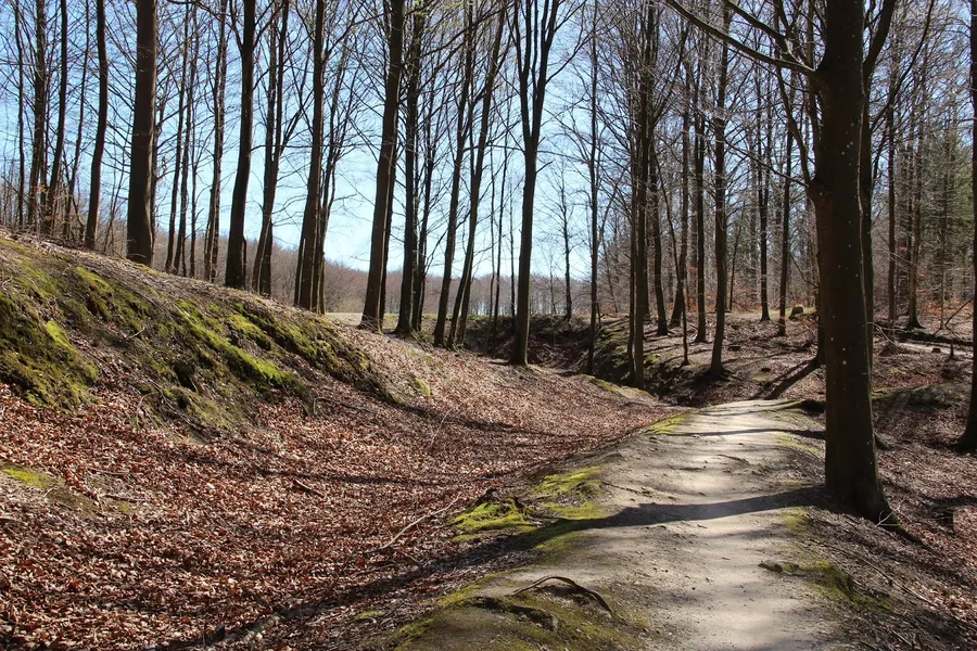 Grib Forest