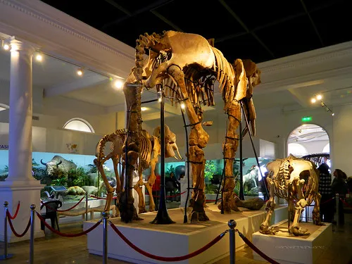 Grigore Antipa National Museum of Natural History