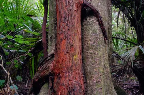 Grove Scenic Reserve