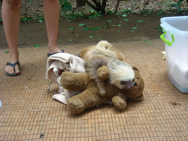 Guira Oga Animal Rescue Center