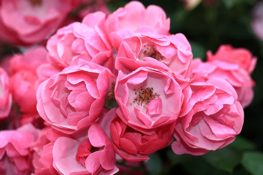 Gunma Flower Park