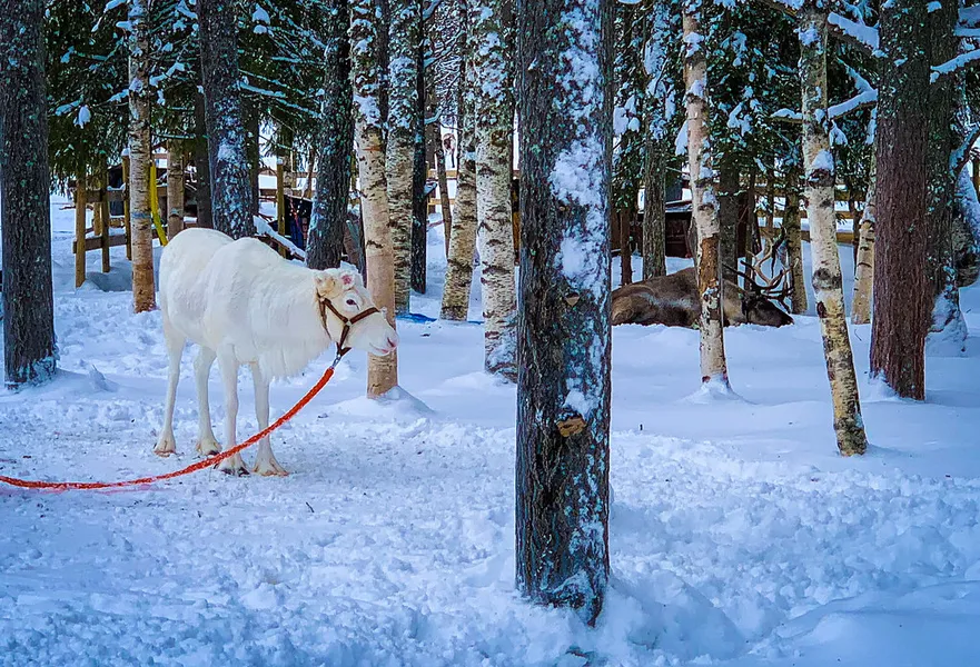 Guonjarvárri Reindeer Farm