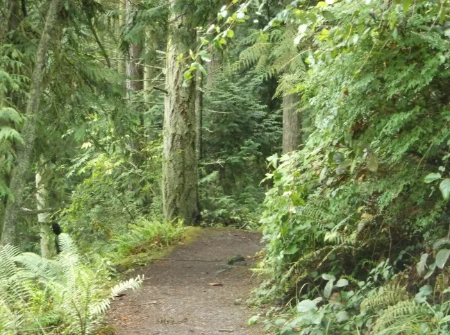 Gwyllt Woodland Walk